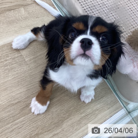 山梨県のキャバリアキングチャールズスパニエル (ペットプラス 甲府国母店/2026年1月31日生まれ/男の子/トライカラー)の子犬の3枚目の画像