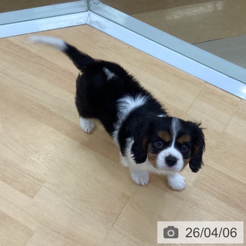 埼玉県のキャバリアキングチャールズスパニエル (ペットプラス 羽生店/2026年1月31日生まれ/男の子/トライカラー)の子犬の4枚目の画像