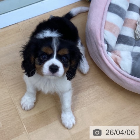 埼玉県のキャバリアキングチャールズスパニエル (ペットプラス 羽生店/2026年1月31日生まれ/男の子/トライカラー)の子犬の3枚目の画像