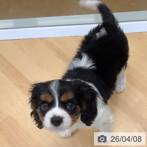 埼玉県のキャバリアキングチャールズスパニエル (ペットプラス 羽生店/2026年1月31日生まれ/男の子/トライカラー)の子犬の3枚目の画像