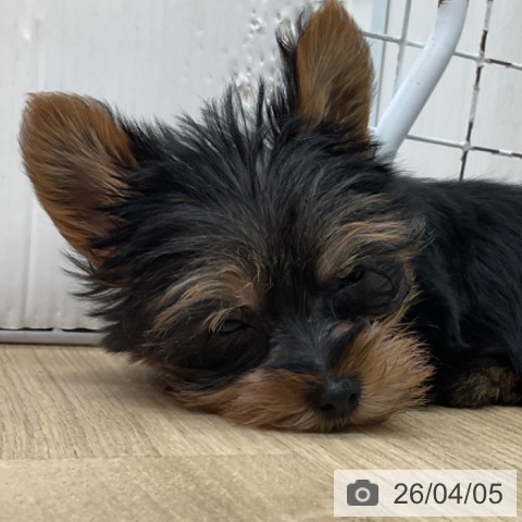 長野県のヨークシャーテリア (ペットプラス 上田店/2026年1月22日生まれ/男の子/スチールブルータン)の子犬の4枚目の画像