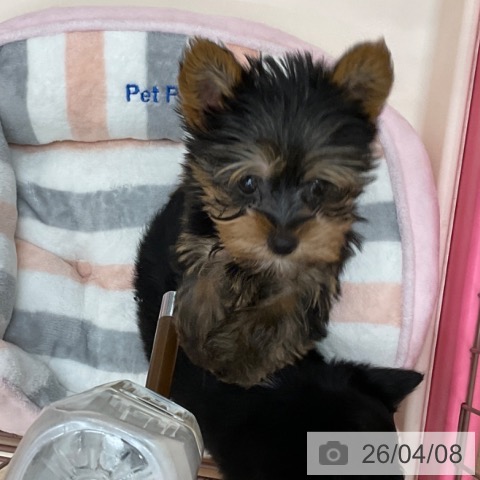 長野県のヨークシャーテリア (ペットプラス 上田店/2026年1月22日生まれ/男の子/スチールブルータン)の子犬の3枚目の画像