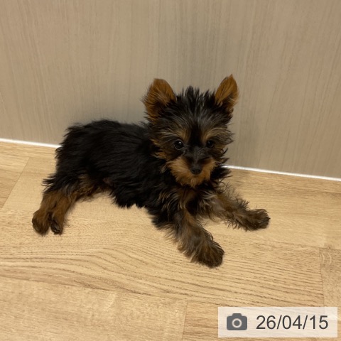 埼玉県のヨークシャーテリア (ペットプラス ららぽーと富士見店/2026年1月22日生まれ/女の子/スチールブルータン)の子犬の3枚目の画像