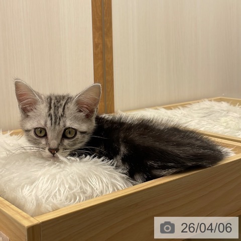長野県のアメリカンショートヘアー (ペットプラス 須坂店/2026年1月20日生まれ/男の子/シルバータビー)の子猫の4枚目の画像