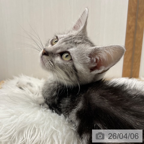 長野県のアメリカンショートヘアー (ペットプラス 須坂店/2026年1月20日生まれ/男の子/シルバータビー)の子猫の3枚目の画像