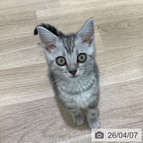 アメリカンショートヘアの写真