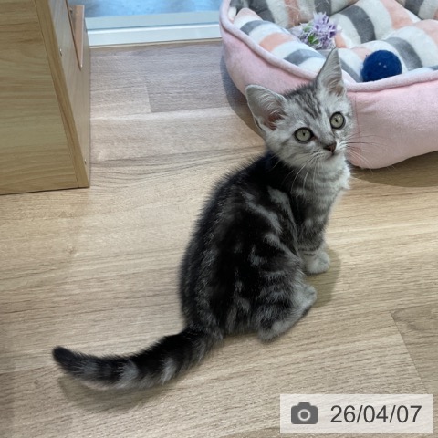 アメリカンショートヘアの写真