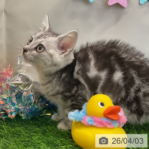 アメリカンショートヘアの写真