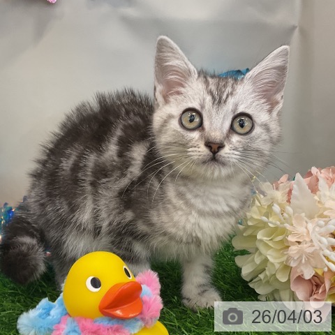 アメリカンショートヘアの写真