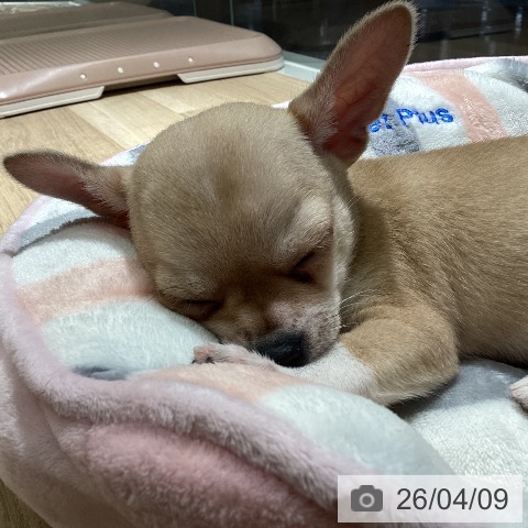 埼玉県のチワワ(ロング) (ペットプラス イオンモール春日部店/2026年2月1日生まれ/男の子/フォーンホワイト)の子犬の4枚目の画像