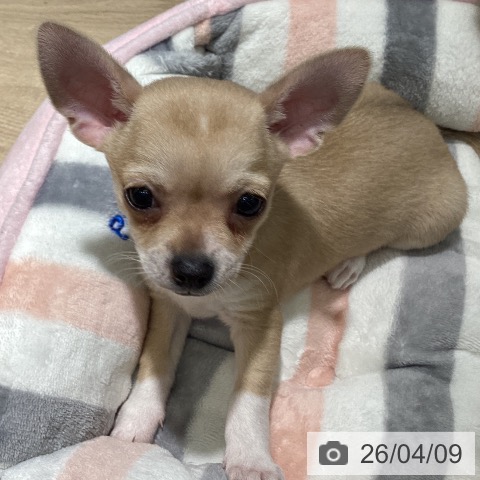 埼玉県のチワワ(ロング) (ペットプラス イオンモール春日部店/2026年2月1日生まれ/男の子/フォーンホワイト)の子犬の3枚目の画像