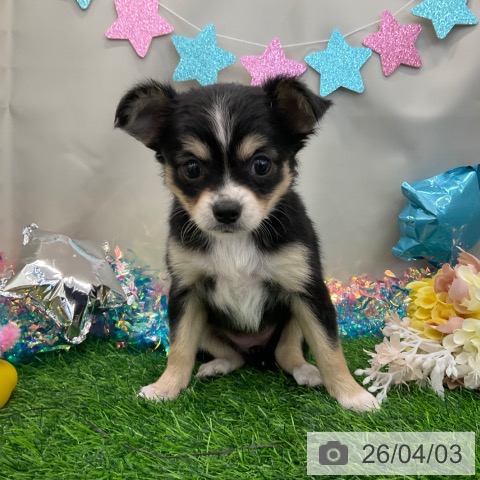 千葉県のチワワ(ロング) (ペットプラス コトエ流山おおたかの森店/2026年2月1日生まれ/女の子/ブラックタンホワイト)の子犬の4枚目の画像