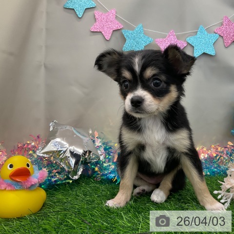 千葉県のチワワ(ロング) (ペットプラス コトエ流山おおたかの森店/2026年2月1日生まれ/女の子/ブラックタンホワイト)の子犬の3枚目の画像