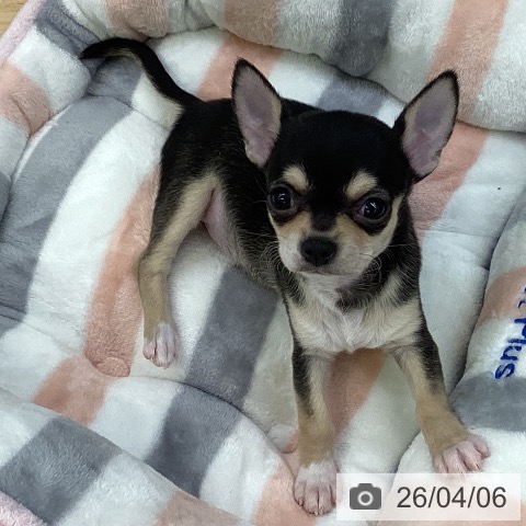 埼玉県のチワワ(ロング) (ペットプラス 羽生店/2026年2月1日生まれ/女の子/ブラックタンホワイト)の子犬の3枚目の画像