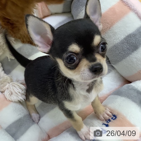 埼玉県のチワワ(ロング) (ペットプラス 羽生店/2026年2月1日生まれ/女の子/ブラックタンホワイト)の子犬の3枚目の画像