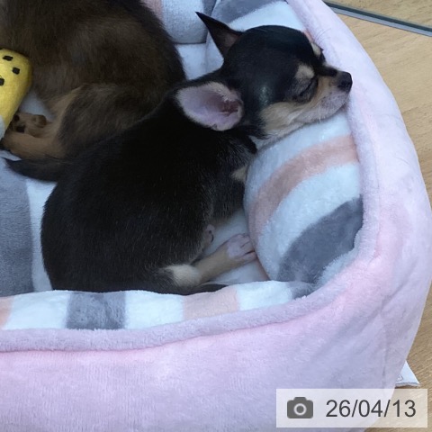 埼玉県のチワワ(ロング) (ペットプラス 羽生店/2026年2月1日生まれ/女の子/ブラックタンホワイト)の子犬の3枚目の画像