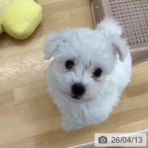 長野県のビションフリーゼ (ペットプラス 松本店/2026年1月31日生まれ/男の子/ホワイト)の子犬の4枚目の画像