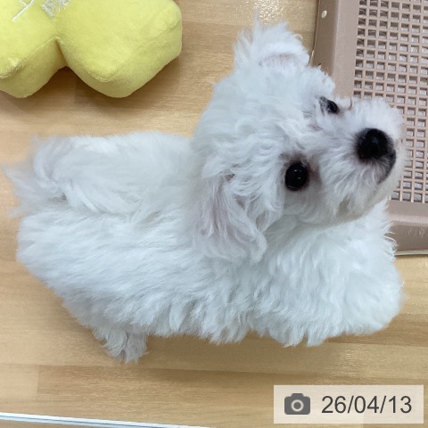 長野県のビションフリーゼ (ペットプラス 松本店/2026年1月31日生まれ/男の子/ホワイト)の子犬の3枚目の画像