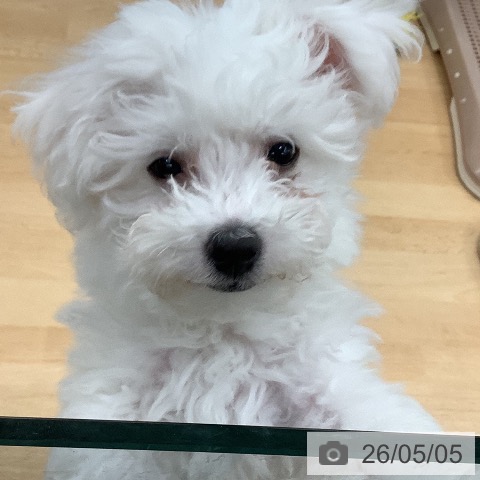 長野県のビションフリーゼ (ペットプラス 松本店/2026年1月31日生まれ/男の子/ホワイト)の子犬の3枚目の画像