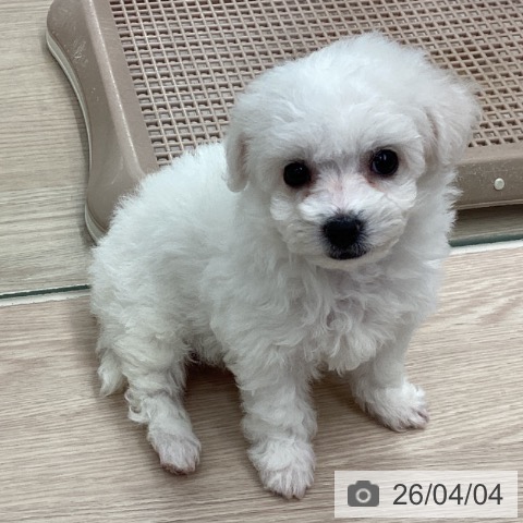 埼玉県のビションフリーゼ (ペットプラス 川口店/2026年1月31日生まれ/女の子/ホワイト)の子犬の3枚目の画像