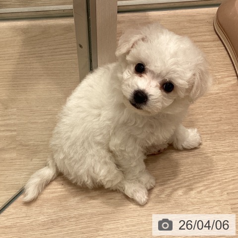 埼玉県のビションフリーゼ (ペットプラス 川口店/2026年1月31日生まれ/女の子/ホワイト)の子犬の3枚目の画像