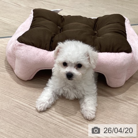 埼玉県のビションフリーゼ (ペットプラス 川口店/2026年1月31日生まれ/女の子/ホワイト)の子犬の3枚目の画像