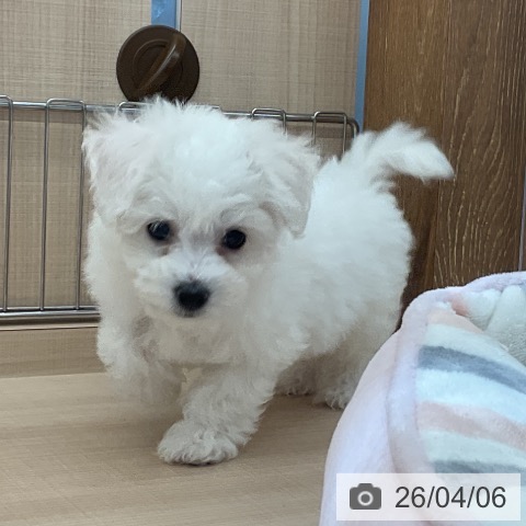 ビション・フリーゼの写真