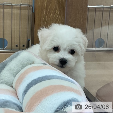 ビション・フリーゼの写真