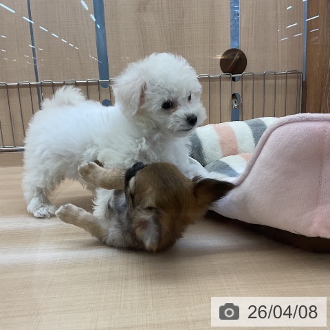 埼玉県のビションフリーゼ (ペッツワン 浦和美園店/2026年1月31日生まれ/女の子/ホワイト)の子犬の4枚目の画像