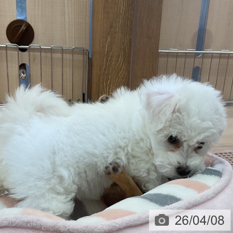埼玉県のビションフリーゼ (ペッツワン 浦和美園店/2026年1月31日生まれ/女の子/ホワイト)の子犬の3枚目の画像