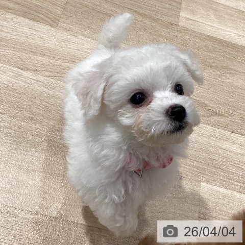 ビション・フリーゼの写真