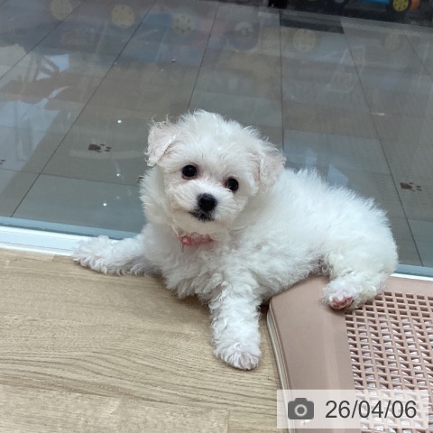 埼玉県のビションフリーゼ (ペットプラス ピオニウォーク東松山店/2026年1月31日生まれ/女の子/ホワイト)の子犬の4枚目の画像