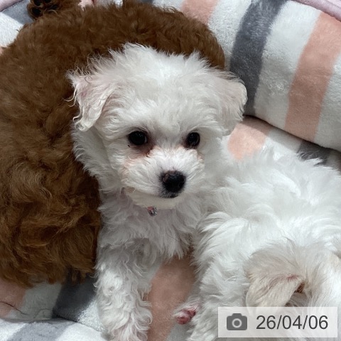 埼玉県のビションフリーゼ (ペットプラス ピオニウォーク東松山店/2026年1月31日生まれ/女の子/ホワイト)の子犬の3枚目の画像