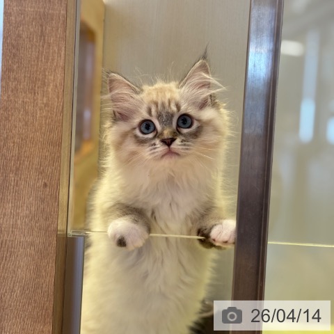 千葉県のラグドール (ペットプラス 幕張新都心店/2026年1月30日生まれ/女の子/シールリンクスポイントミテッド)の子猫の4枚目の画像