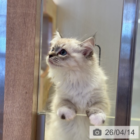 千葉県のラグドール (ペットプラス 幕張新都心店/2026年1月30日生まれ/女の子/シールリンクスポイントミテッド)の子猫の3枚目の画像