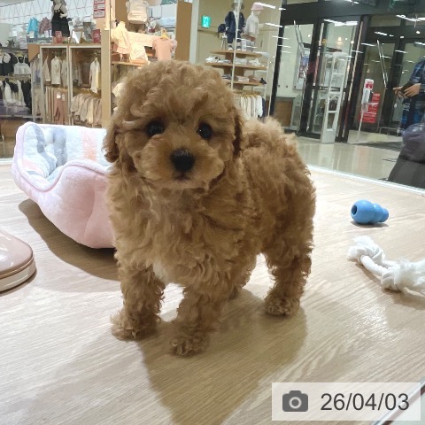 トイ・プードルの写真