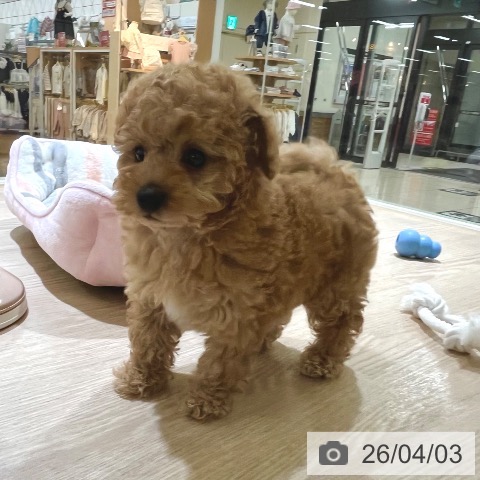 トイ・プードルの写真