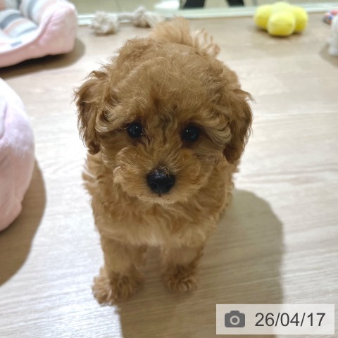 東京都のトイプードル(トイ) (ペットプラス 板橋店/2026年1月28日生まれ/男の子/アプリコット)の子犬の4枚目の画像