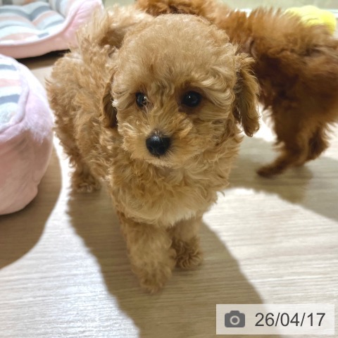 東京都のトイプードル(トイ) (ペットプラス 板橋店/2026年1月28日生まれ/男の子/アプリコット)の子犬の3枚目の画像