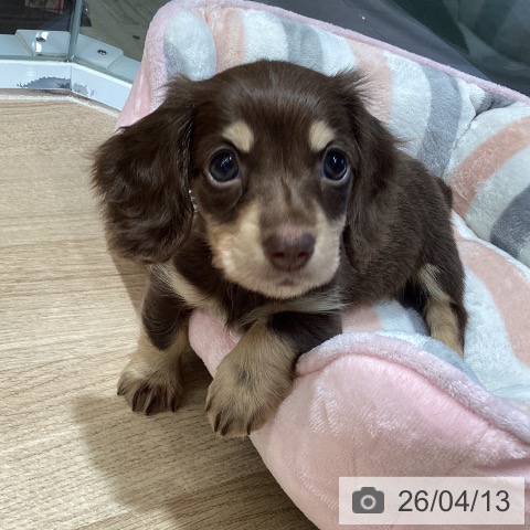 東京都のミニチュアダックスフンド(ロング) (ペットプラス むさし村山店/2026年2月1日生まれ/男の子/チョコレートタン)の子犬の3枚目の画像