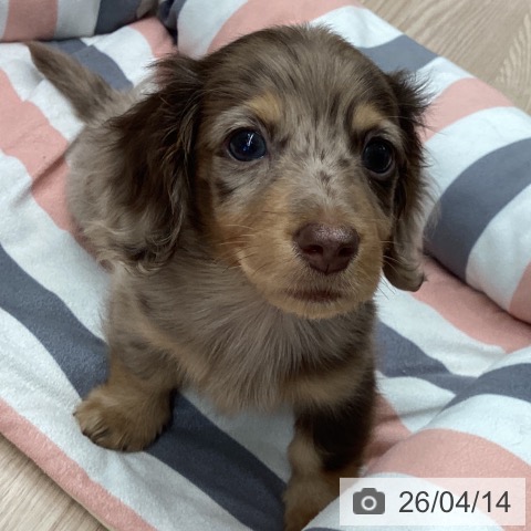 ミニチュア・ダックスフンドの写真