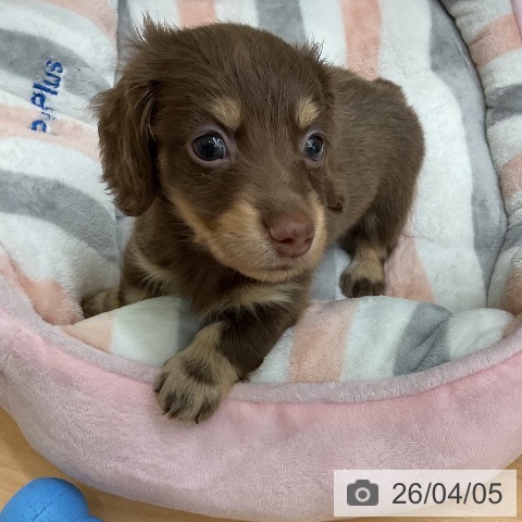 千葉県のミニチュアダックスフンド(ロング) (ペットプラス 成田店/2026年2月1日生まれ/女の子/チョコレートタン)の子犬の3枚目の画像