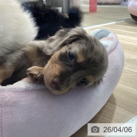 茨城県のミニチュアダックスフンド(ロング) (ペットプラス つくば店/2026年2月1日生まれ/女の子/チョコレートダップル)の子犬の4枚目の画像