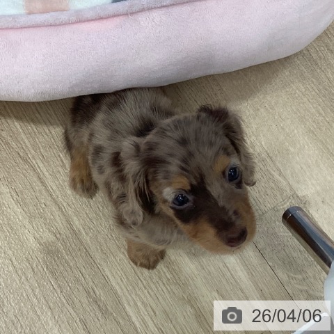 茨城県のミニチュアダックスフンド(ロング) (ペットプラス つくば店/2026年2月1日生まれ/女の子/チョコレートダップル)の子犬の3枚目の画像