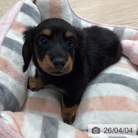 埼玉県のミニチュアダックスフンド(ロング) (ペットプラス 川口店/2026年1月31日生まれ/男の子/ブラックタン)の子犬の3枚目の画像