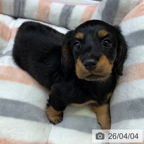 ミニチュア・ダックスフンドの写真