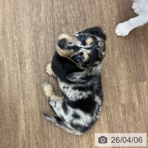 千葉県のミニチュアダックスフンド(ロング) (ペッツワン 千葉ニュータウン店/2026年1月31日生まれ/女の子/シルバーダップル)の子犬の3枚目の画像