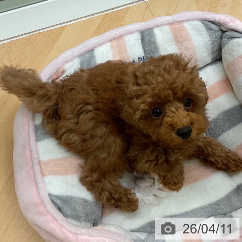 千葉県のトイプードル(トイ) (ペットプラス 成田店/2026年2月1日生まれ/男の子/レッド)の子犬の4枚目の画像