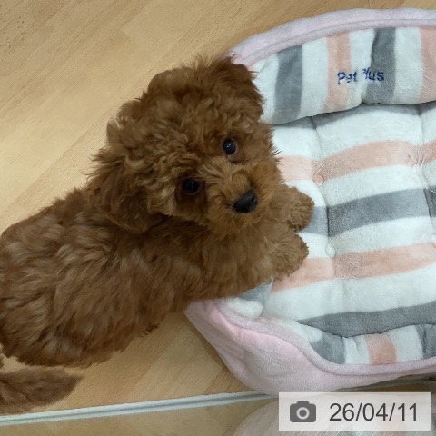 千葉県のトイプードル(トイ) (ペットプラス 成田店/2026年2月1日生まれ/男の子/レッド)の子犬の3枚目の画像