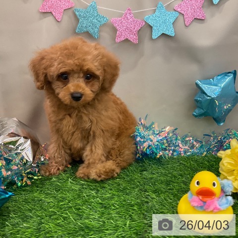 千葉県のトイプードル(トイ) (ペットプラス コトエ流山おおたかの森店/2026年2月1日生まれ/男の子/レッド)の子犬の3枚目の画像